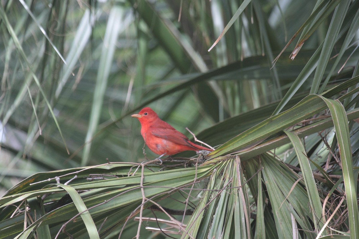 Алая пиранга - ML646738374