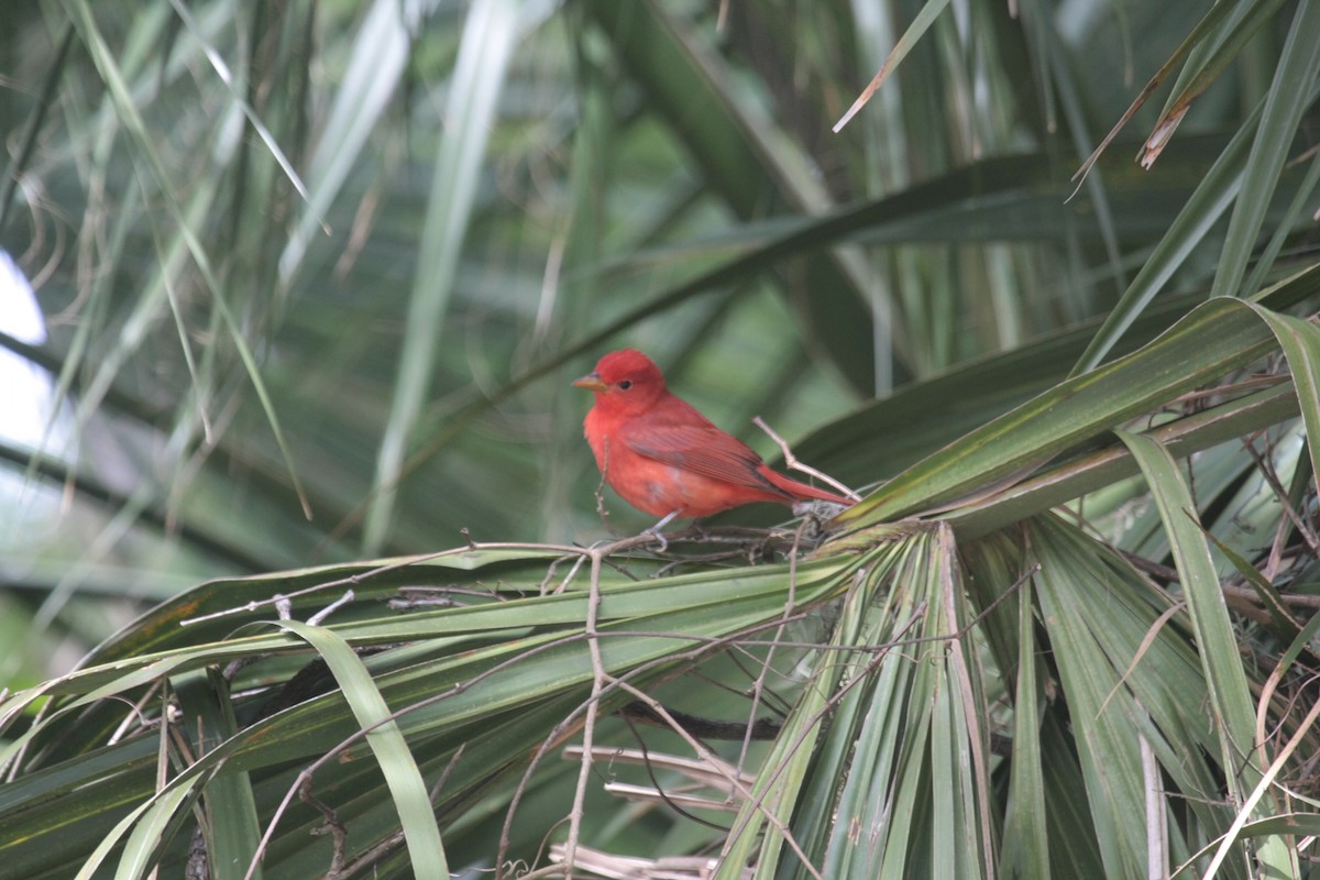 Алая пиранга - ML646738375