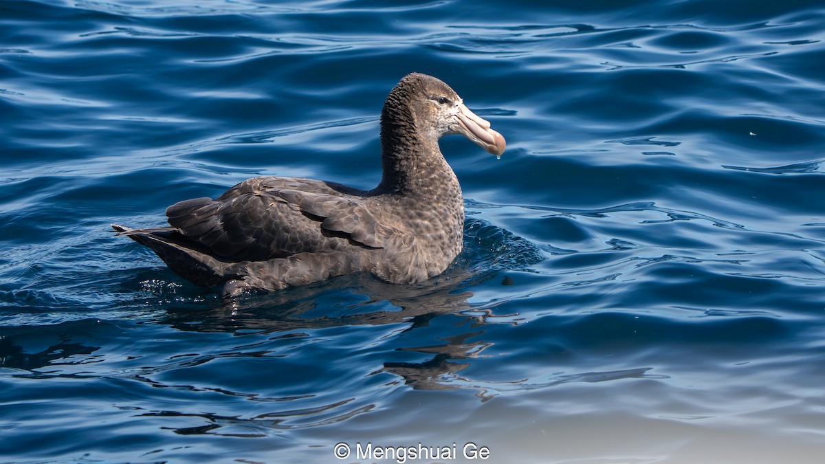 Northern Giant-Petrel - ML646738376