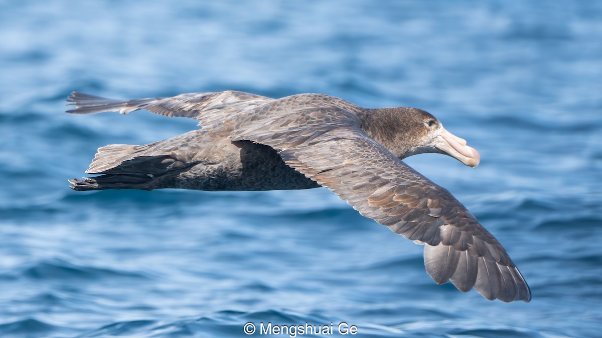 Northern Giant-Petrel - ML646738378