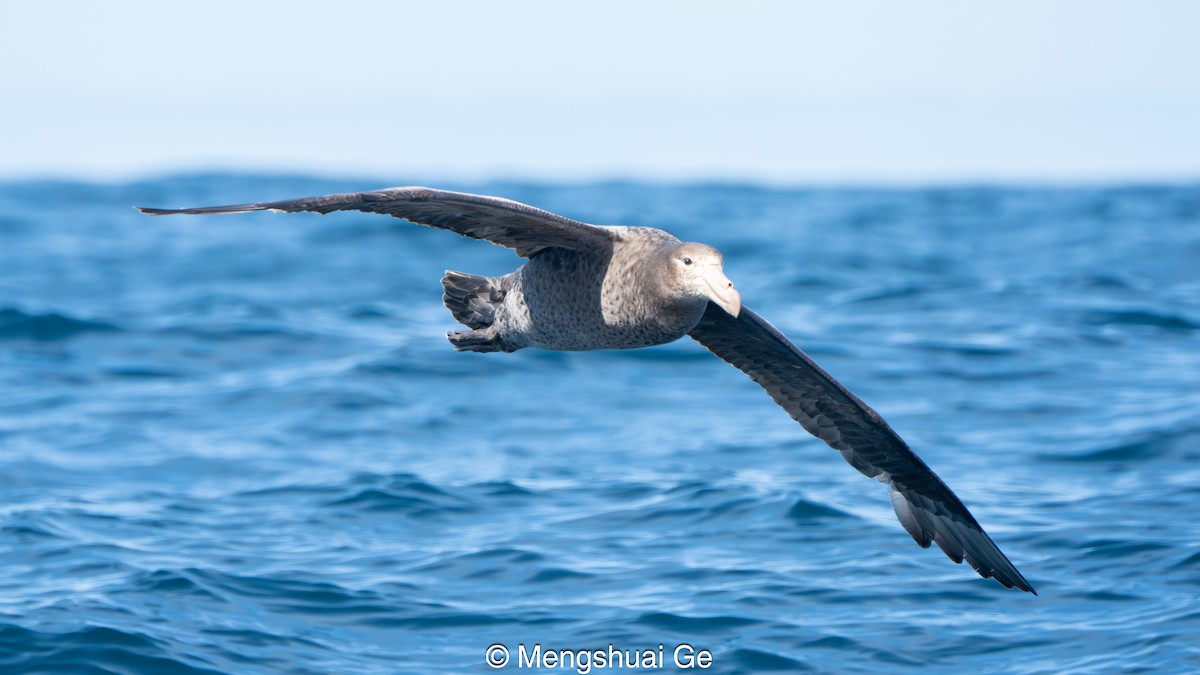 Northern Giant-Petrel - ML646738380