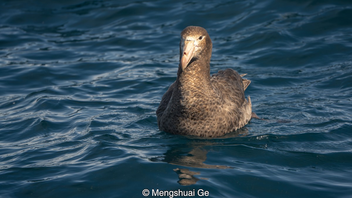 Northern Giant-Petrel - ML646738381