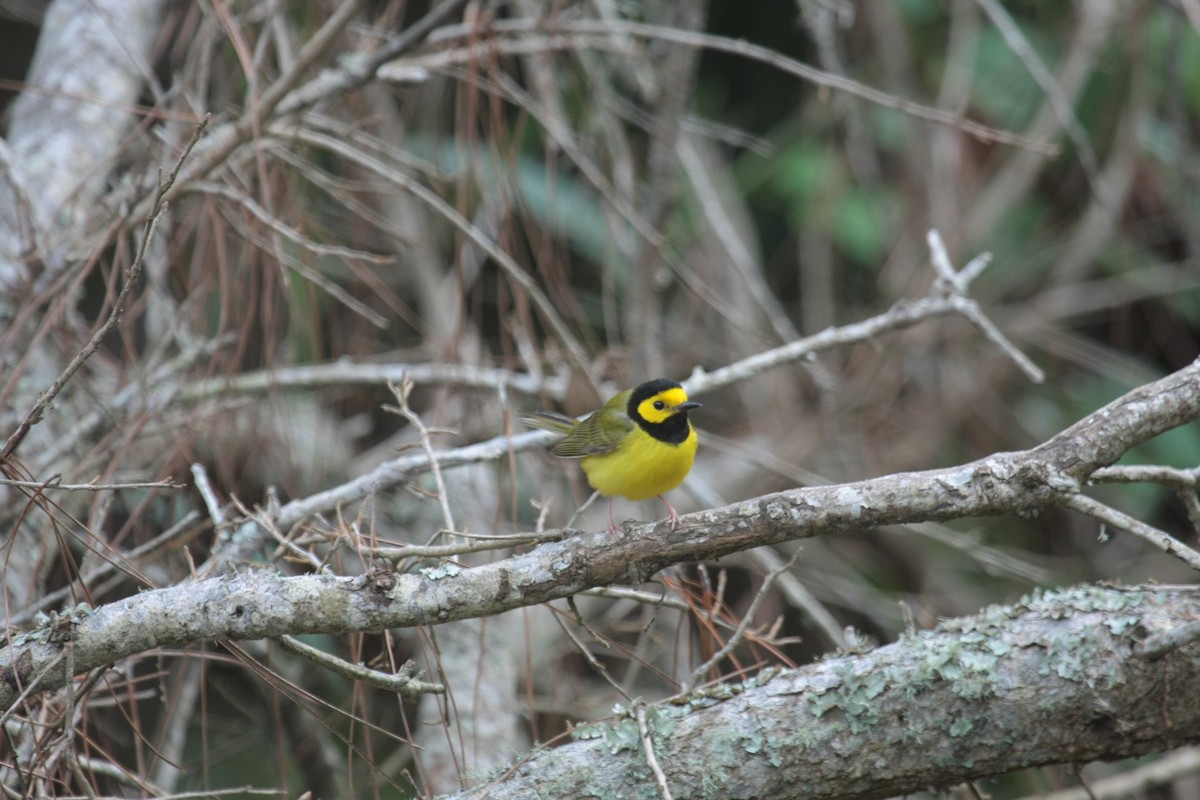 Капюшоновая древесница - ML646738398