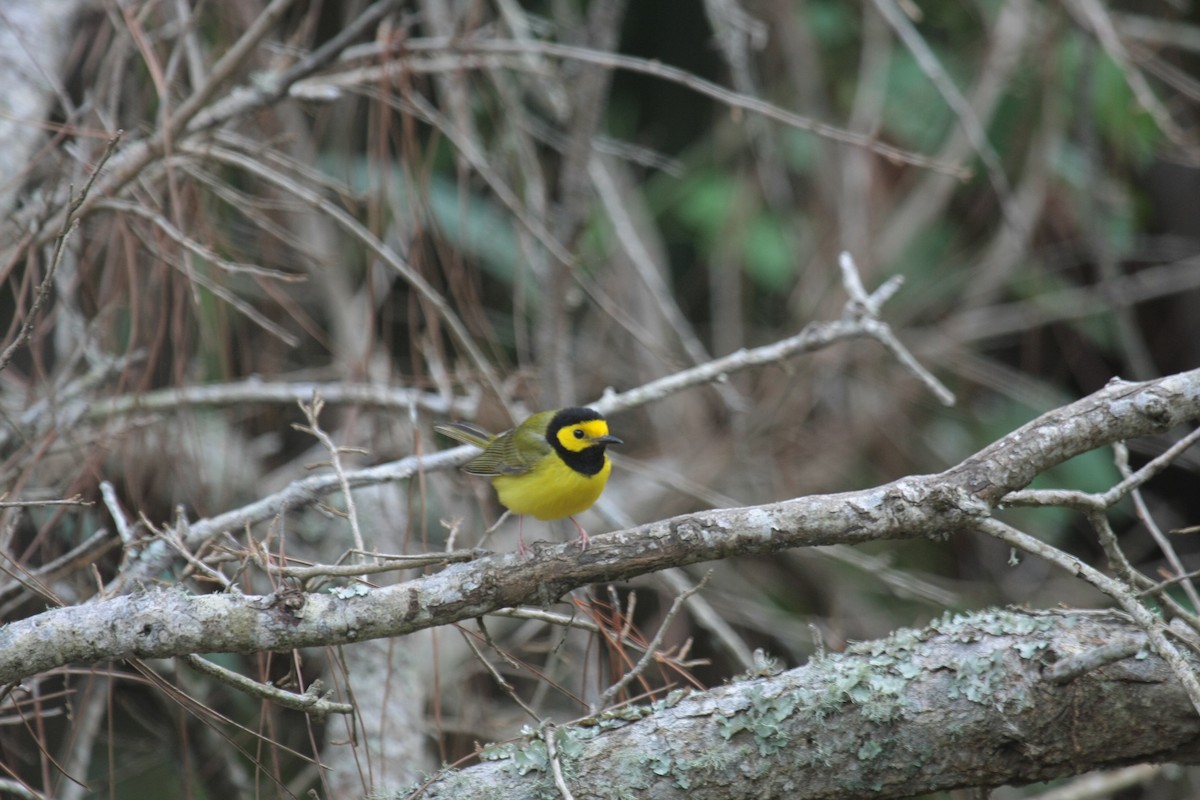 Капюшоновая древесница - ML646738399