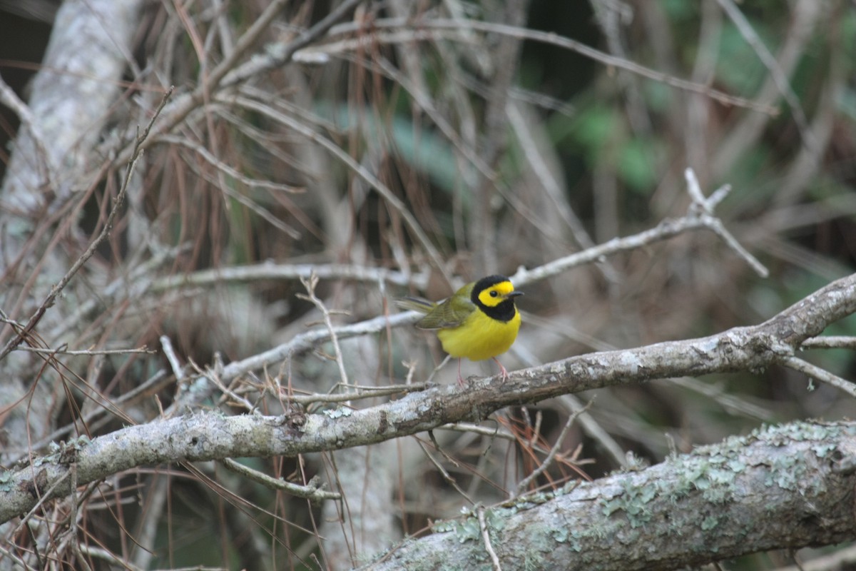 Капюшоновая древесница - ML646738400