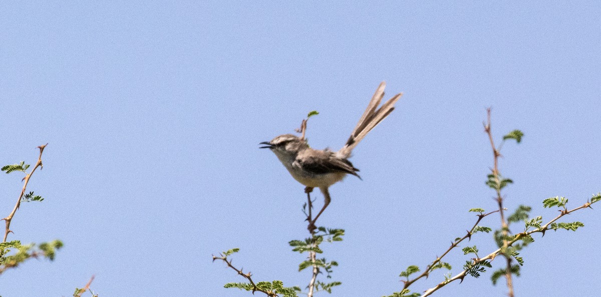 Pale Prinia - ML646738403