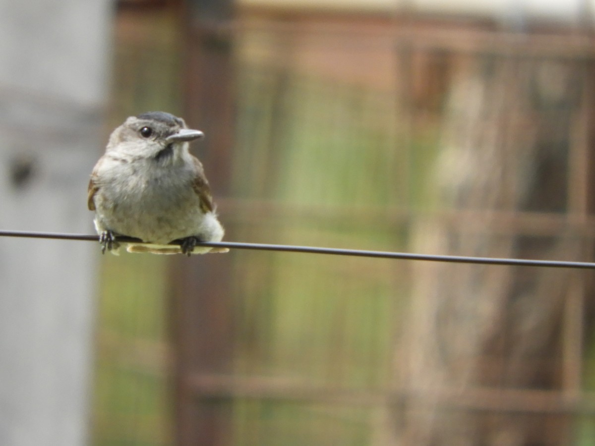 Tyran oriflamme - ML646738408