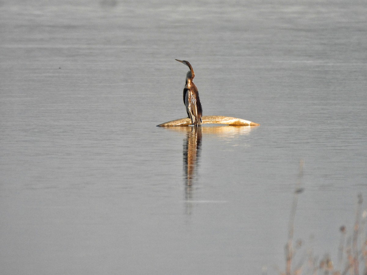 Anhinga roux - ML646738409