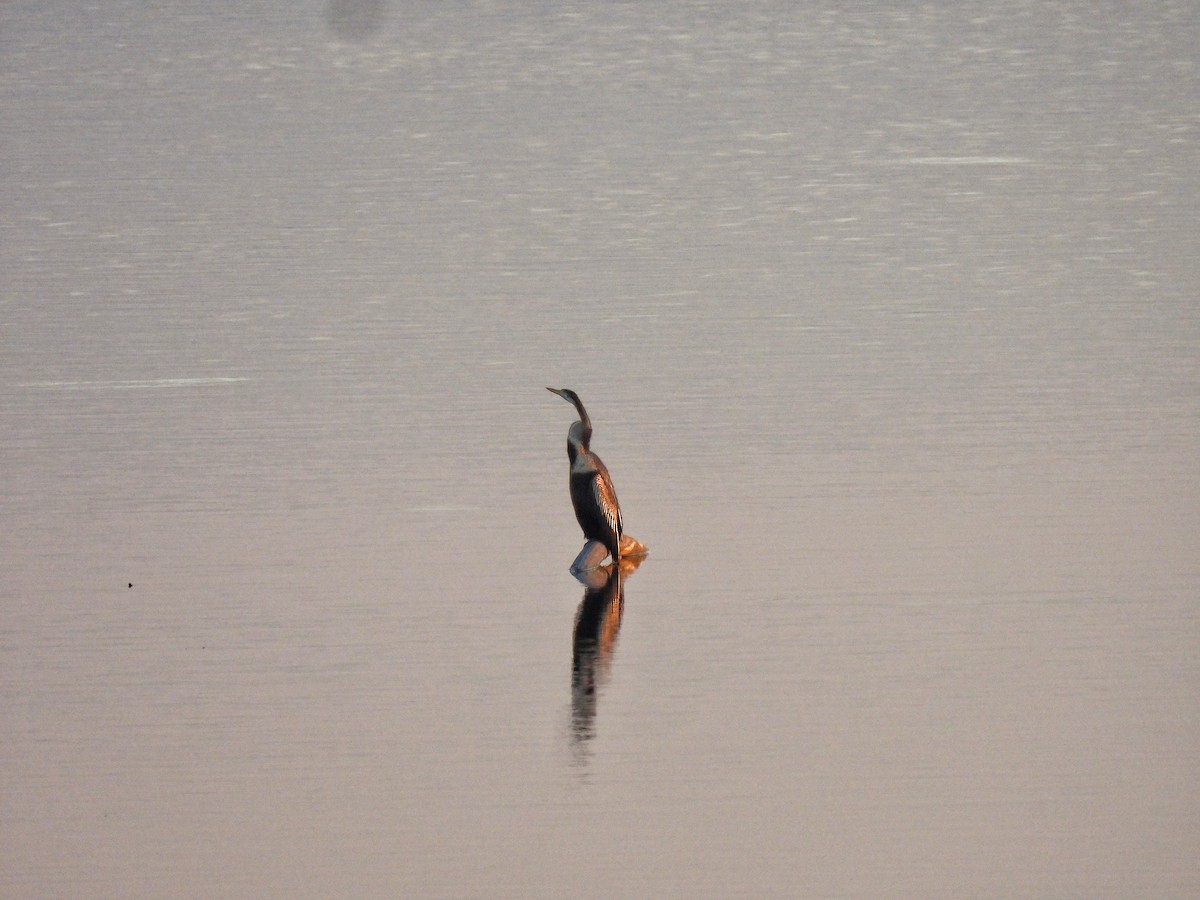 Anhinga roux - ML646738410