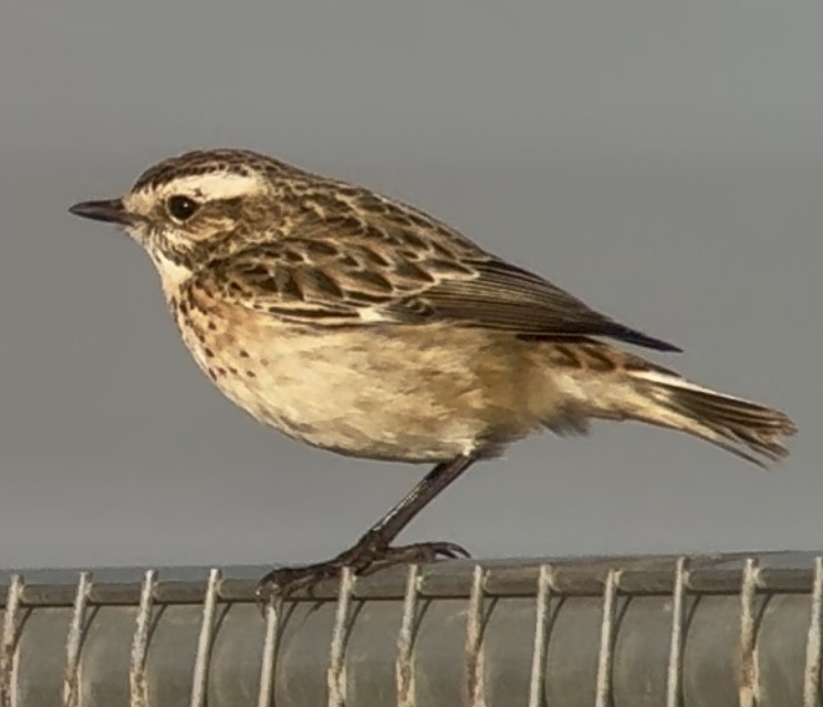 Whinchat - ML646738419