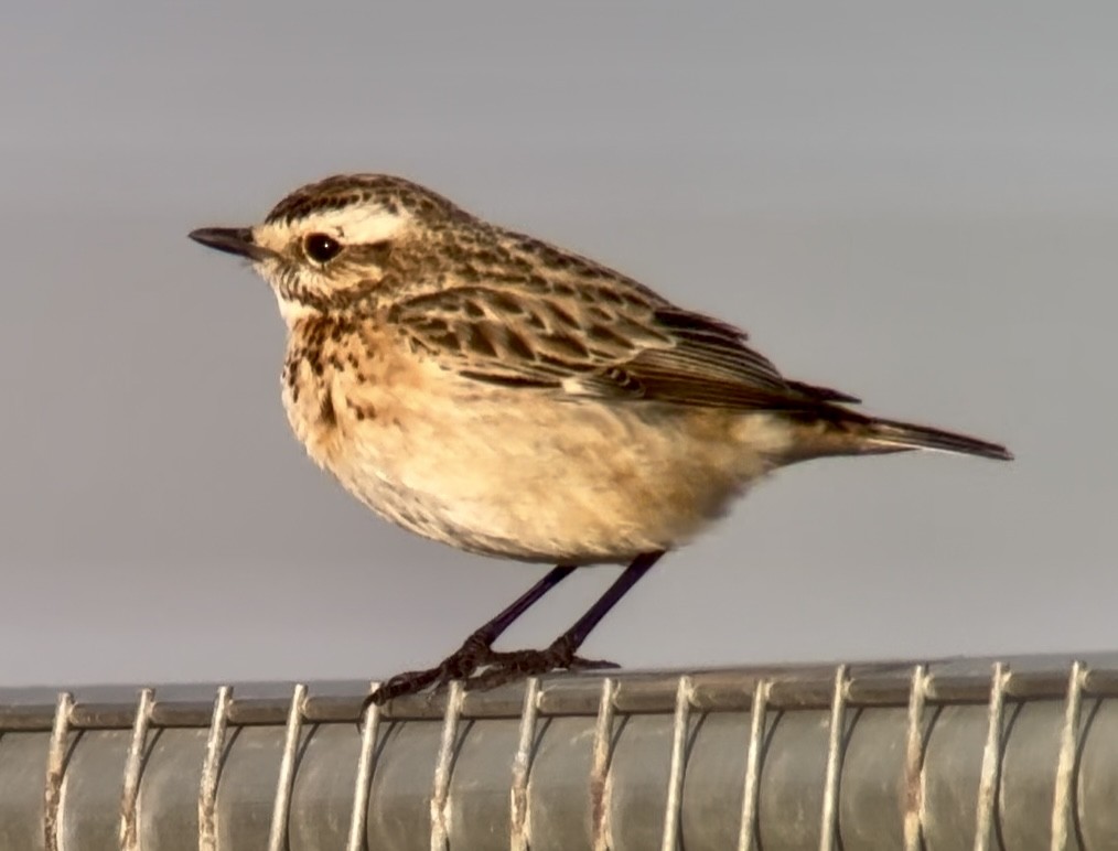 Whinchat - ML646738420