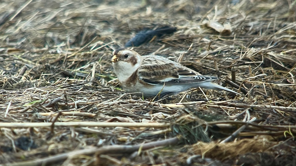 Snow Bunting - ML646738421