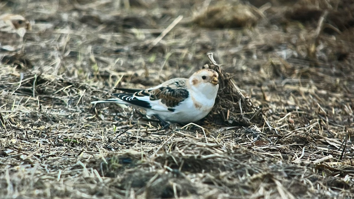 Snow Bunting - ML646738422