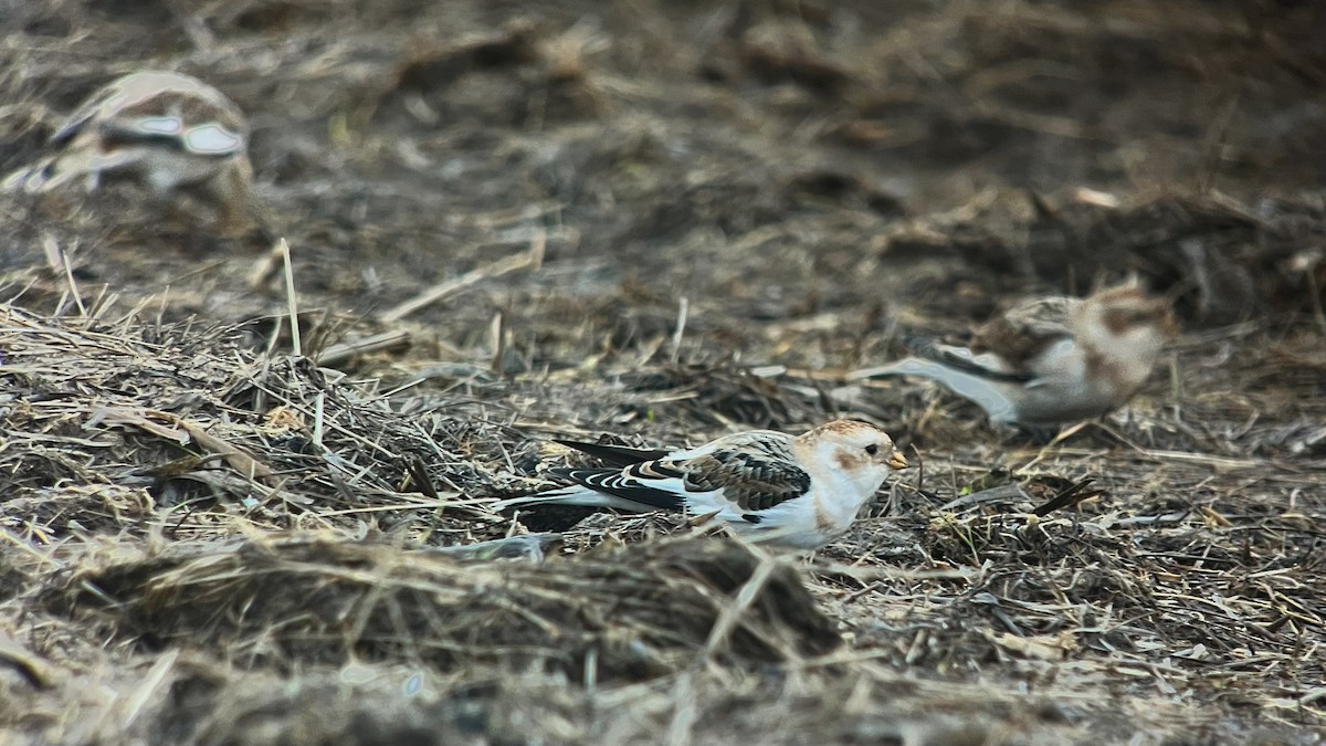 Snow Bunting - ML646738423