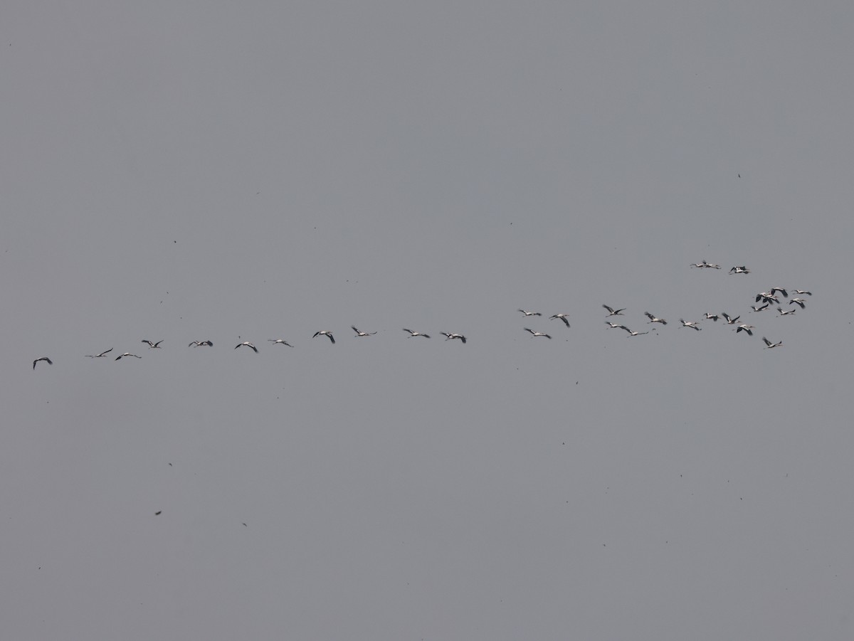 Painted Stork - ML646738429