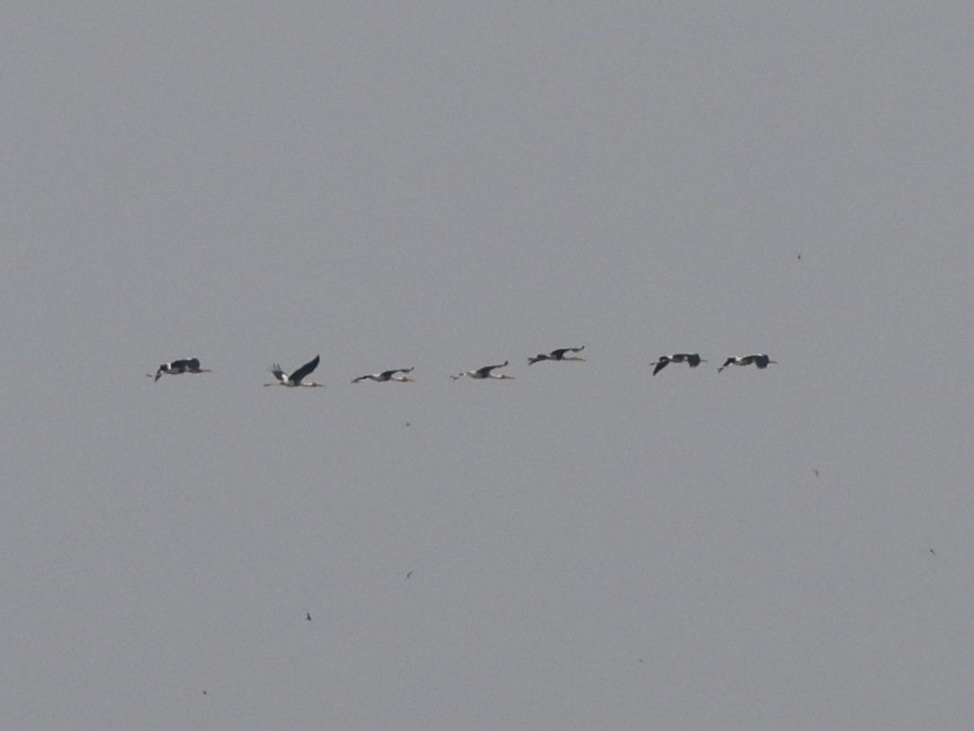 Painted Stork - ML646738430