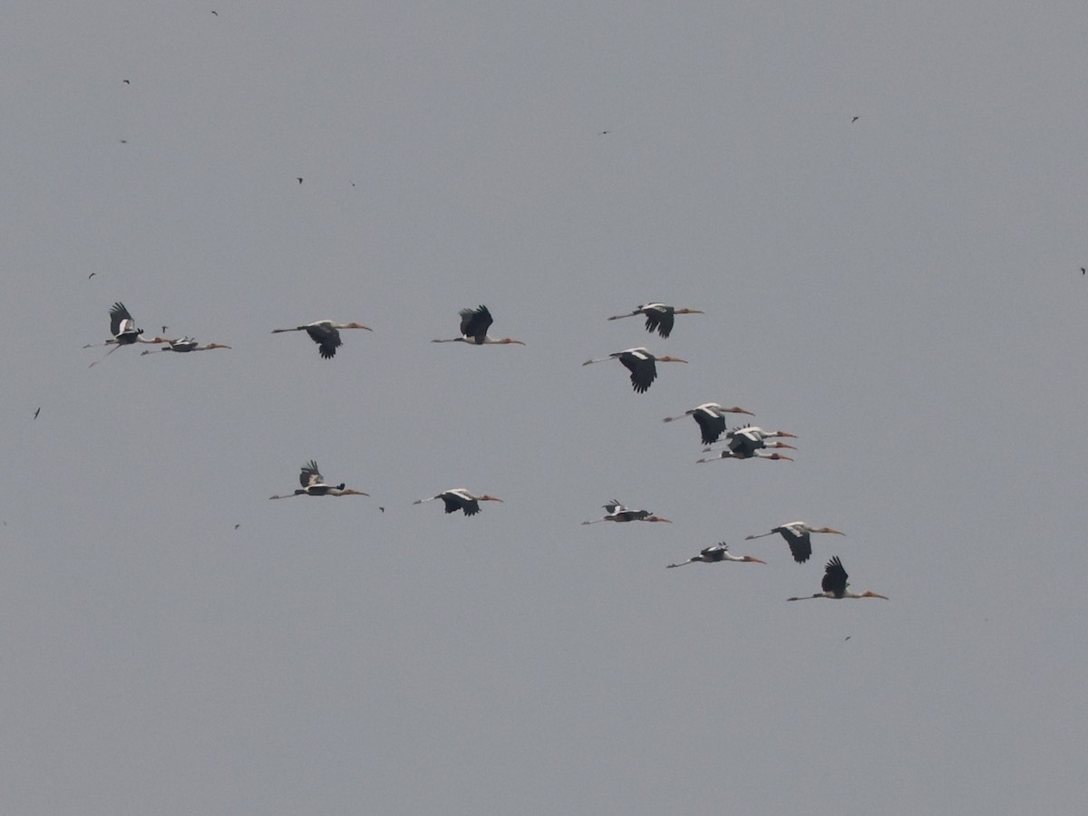 Painted Stork - ML646738431