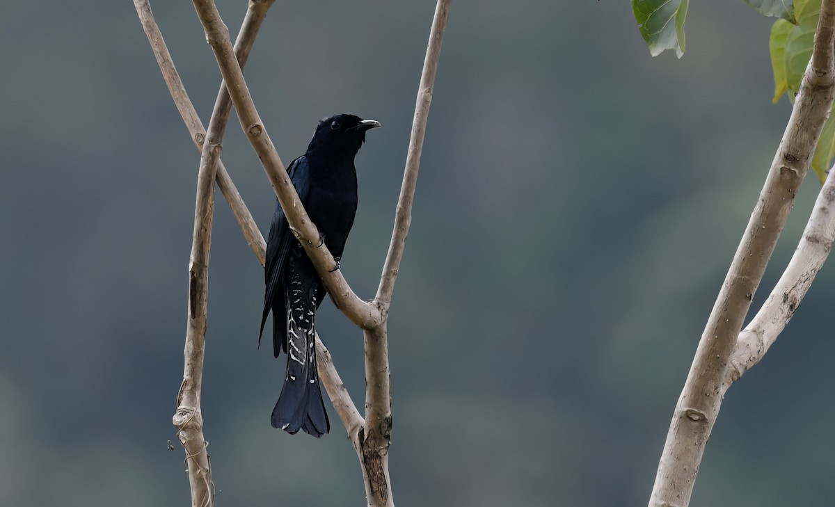 Square-tailed Drongo-Cuckoo - ML646738434