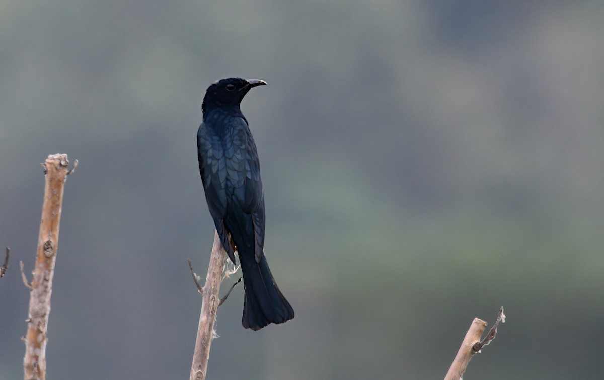 Square-tailed Drongo-Cuckoo - ML646738435