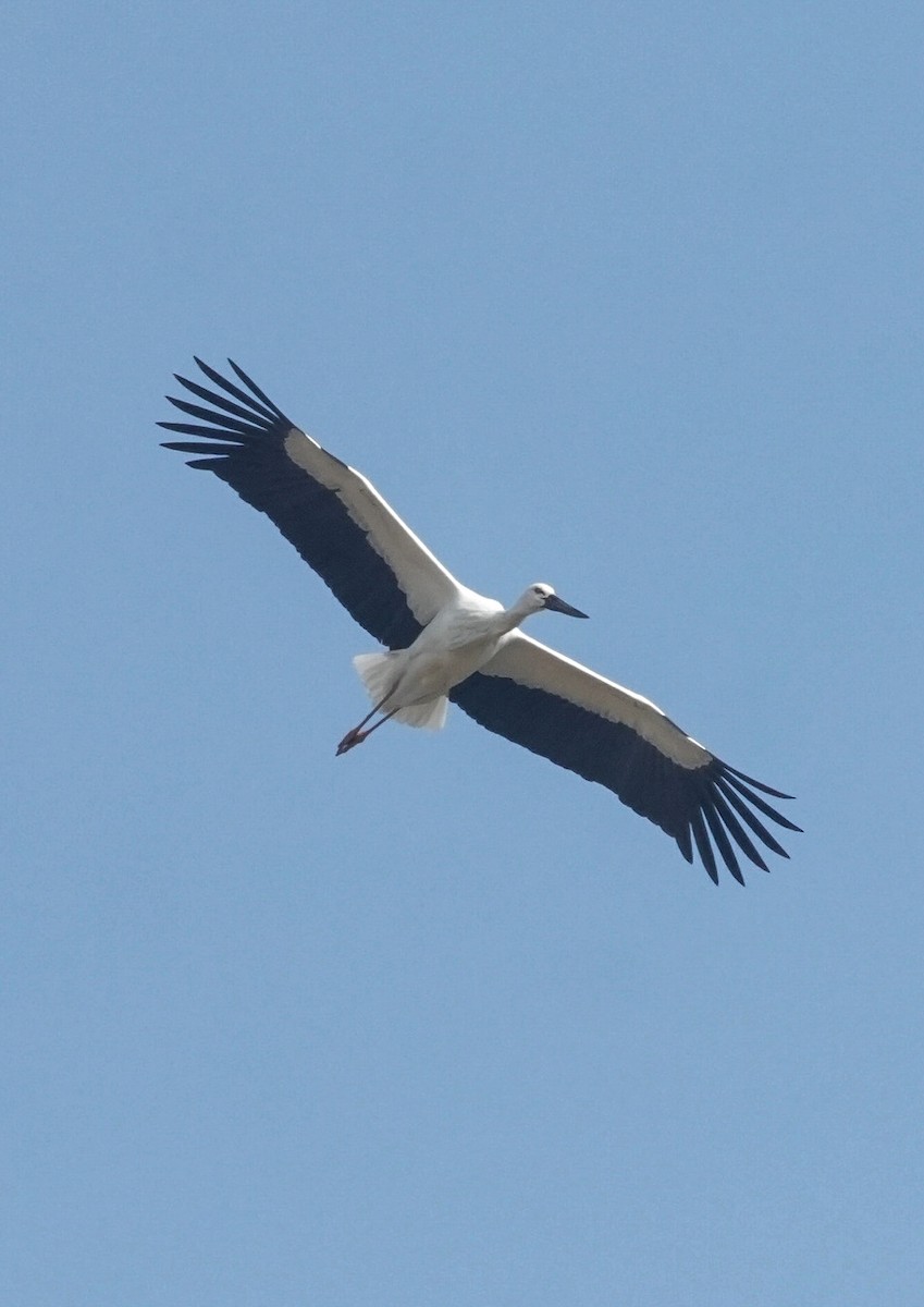 čáp východní - ML646738436