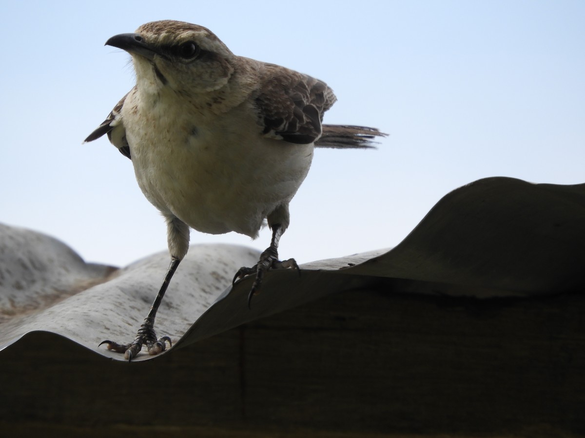 Moqueur plombé - ML646738439