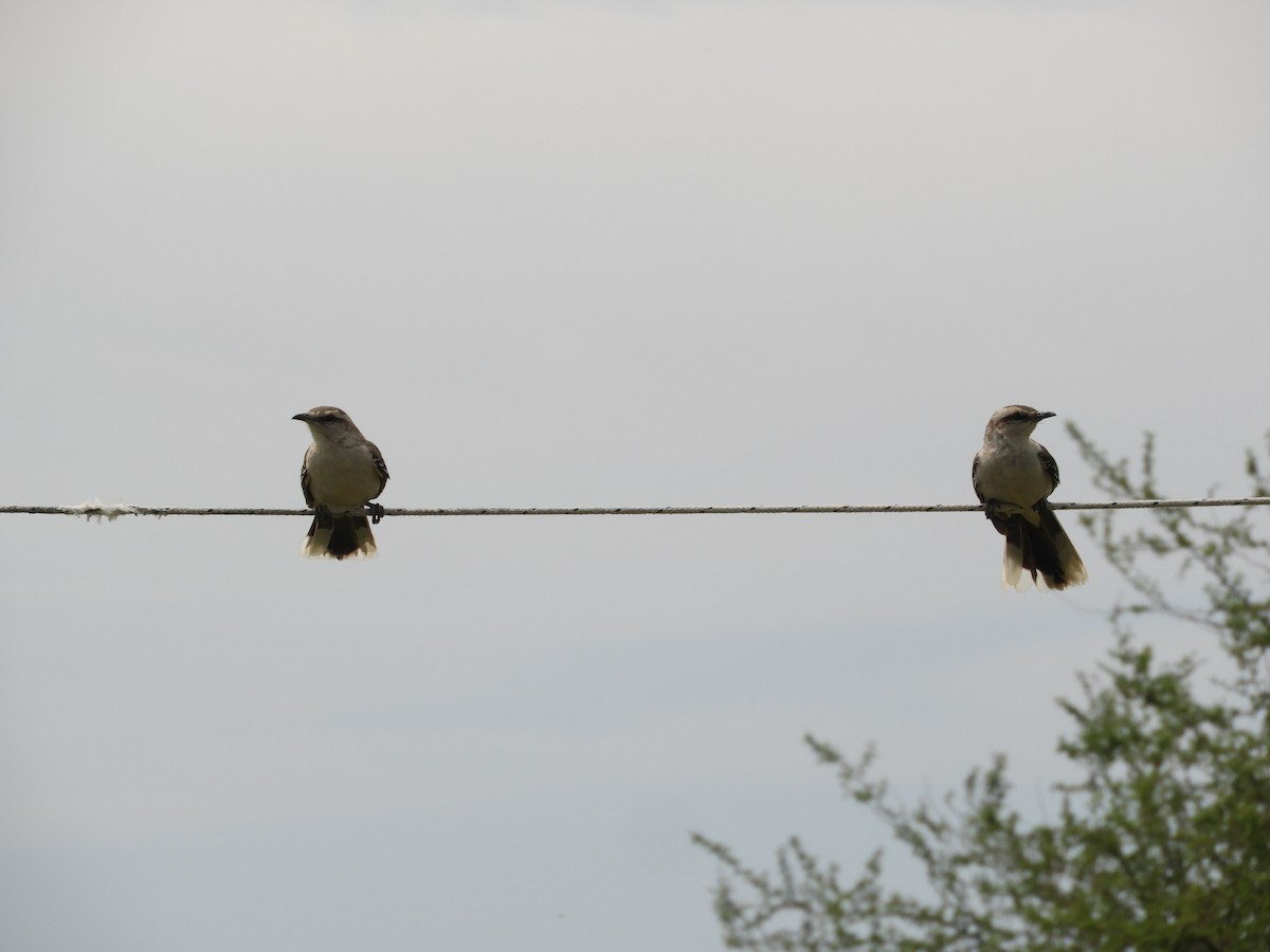 Moqueur plombé - ML646738440