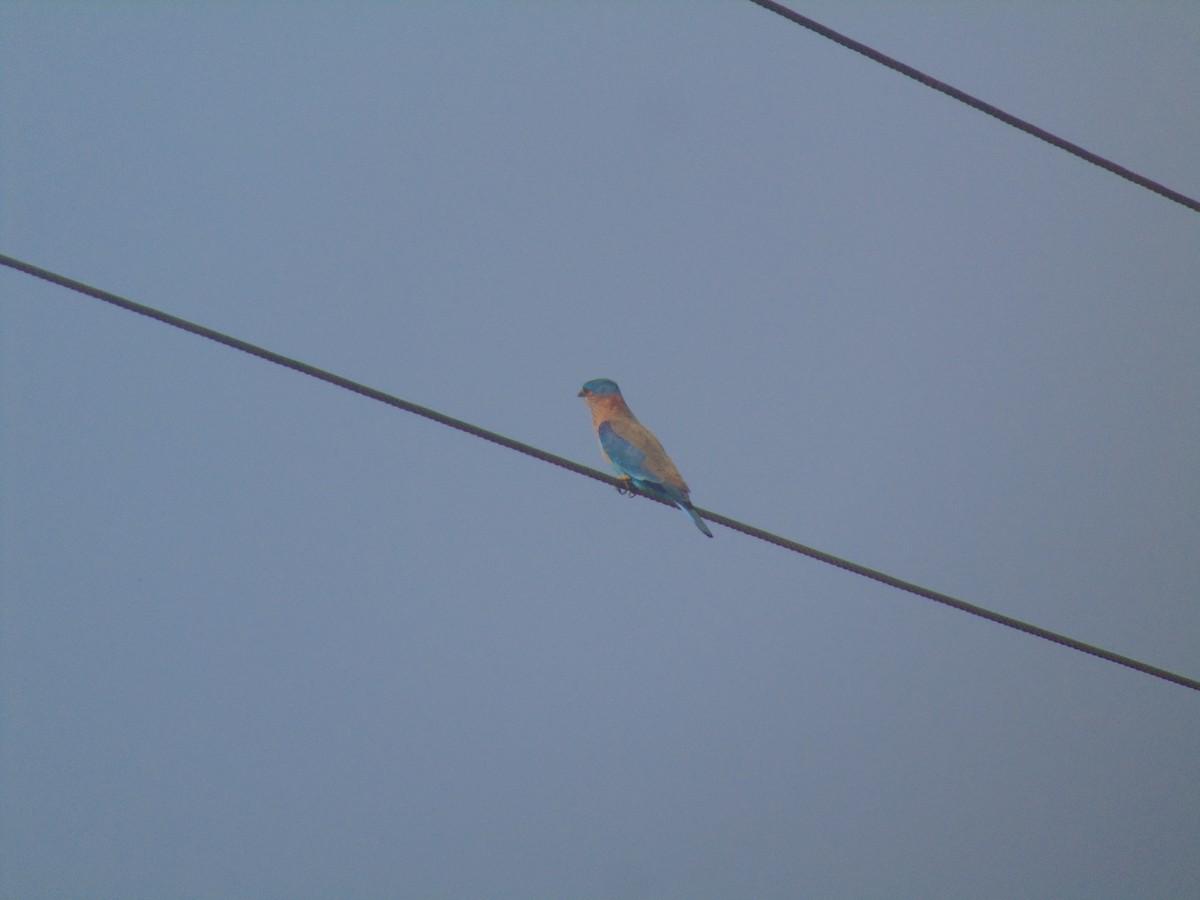 Indian Roller - ML646738454