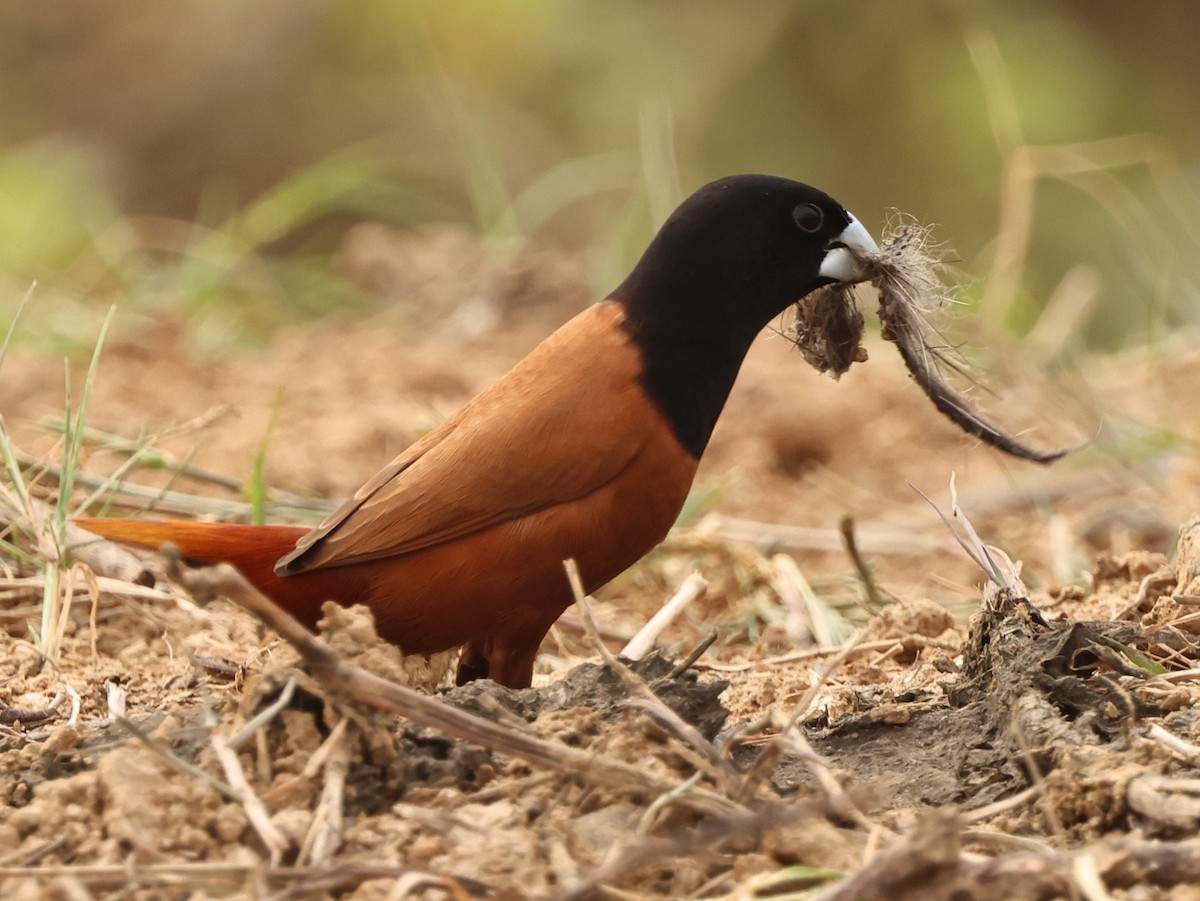 Chestnut Munia - ML646738455