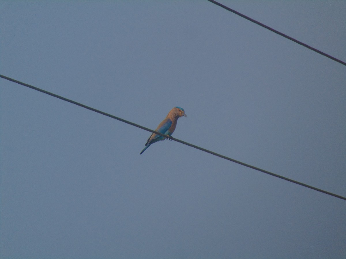 Indian Roller - ML646738456