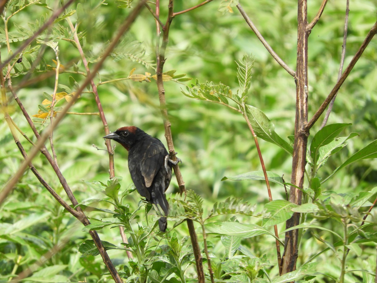 Carouge à calotte rousse - ML646738460