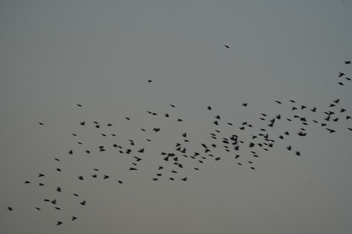 Rosy Starling - ML646738461