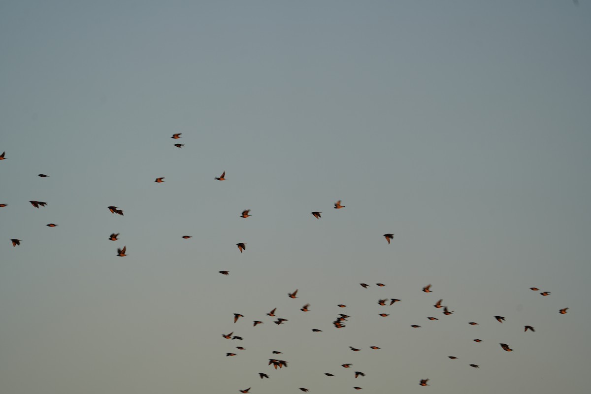 Rosy Starling - ML646738462