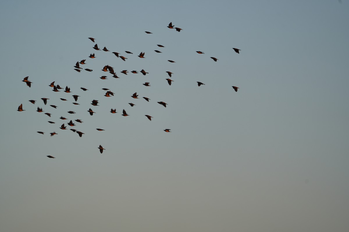 Rosy Starling - ML646738463