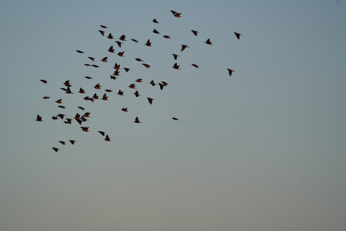 Rosy Starling - ML646738464