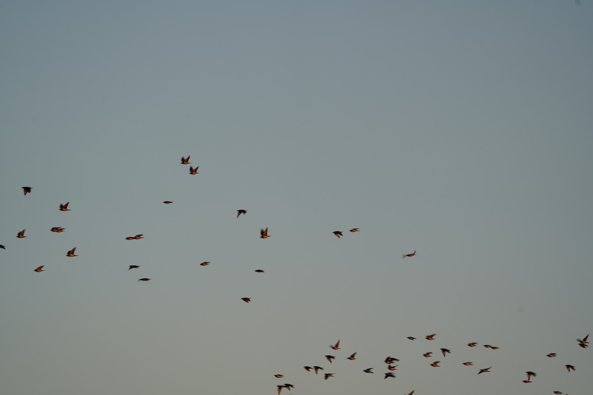 Rosy Starling - ML646738465