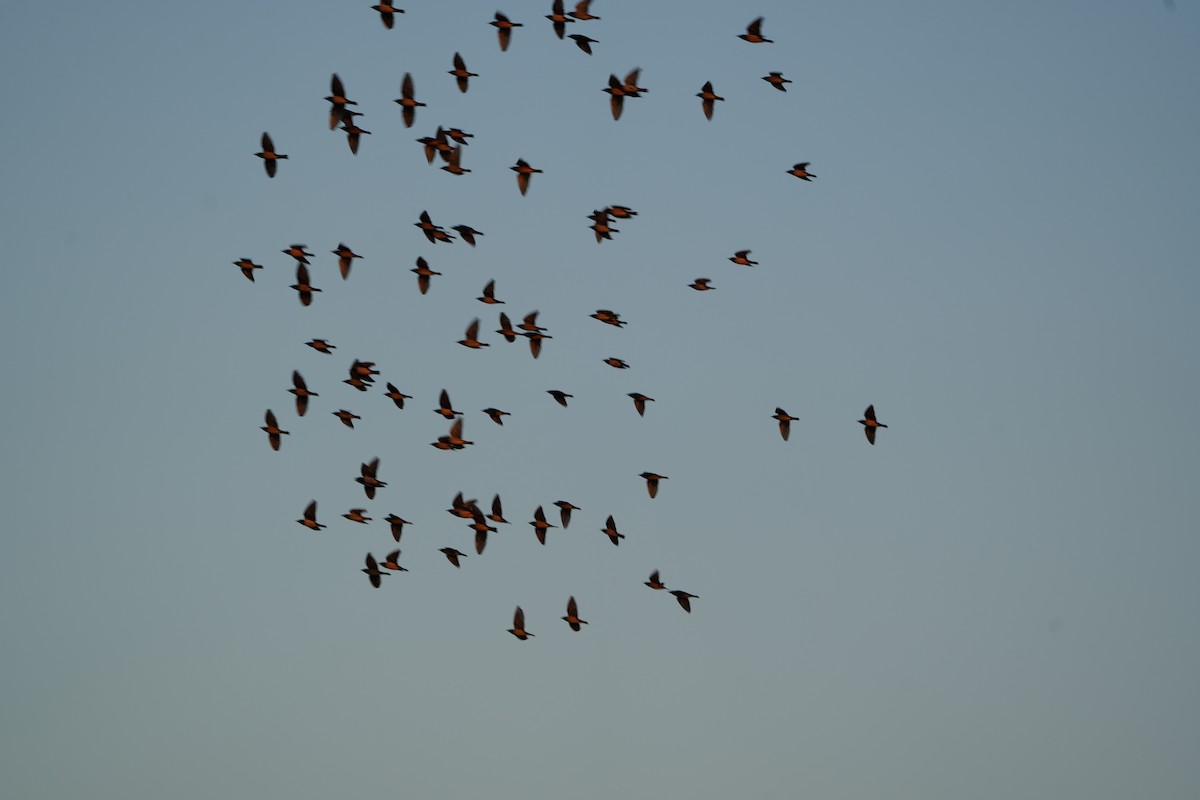 Rosy Starling - ML646738466