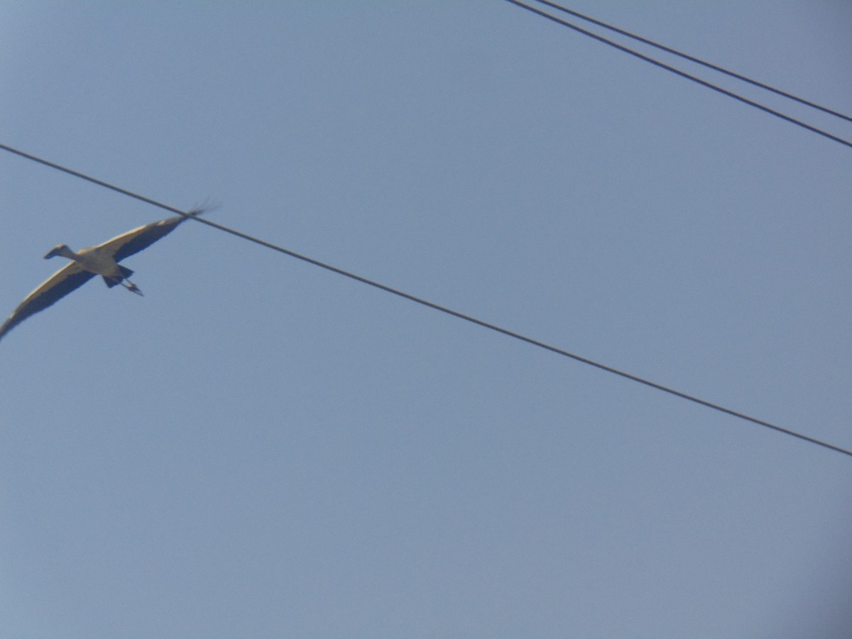 Asian Openbill - ML646738468