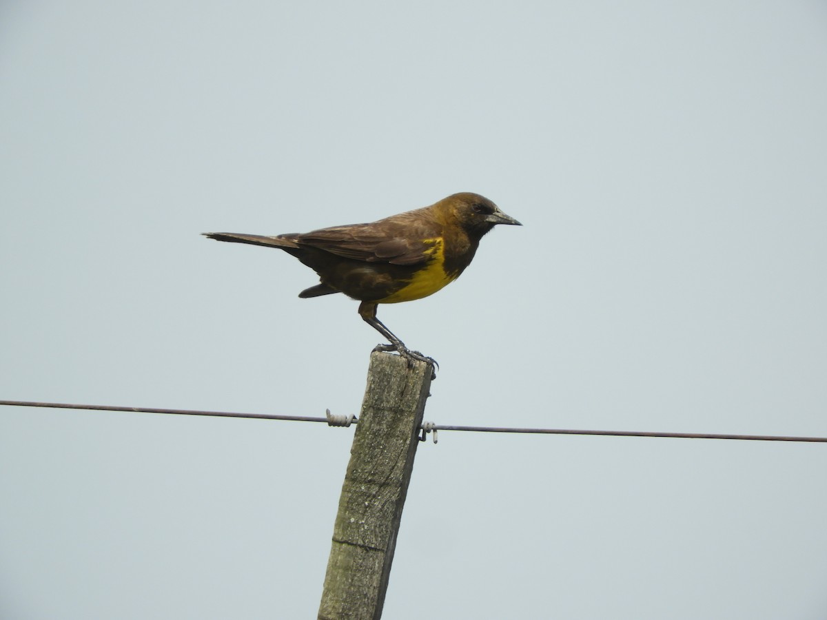 Carouge dragon - ML646738471