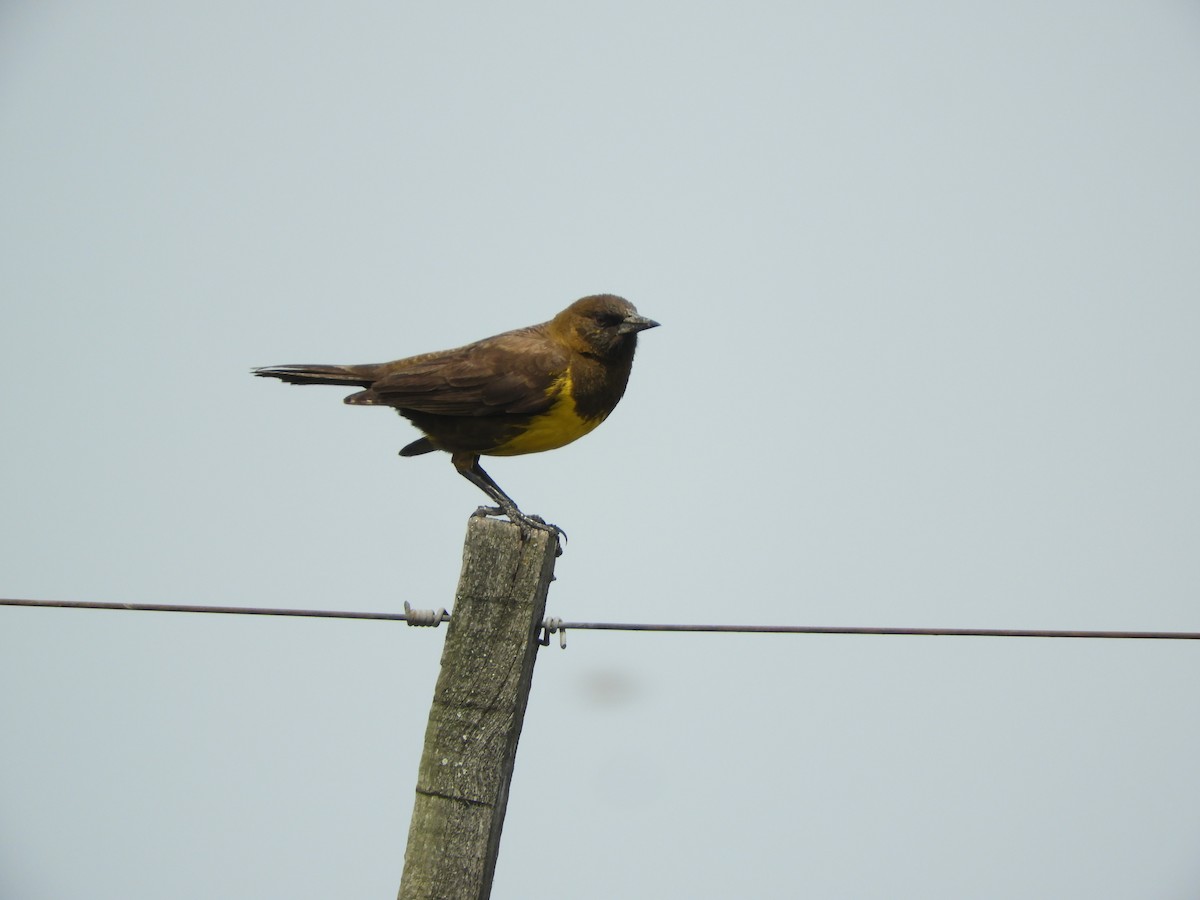 Carouge dragon - ML646738472