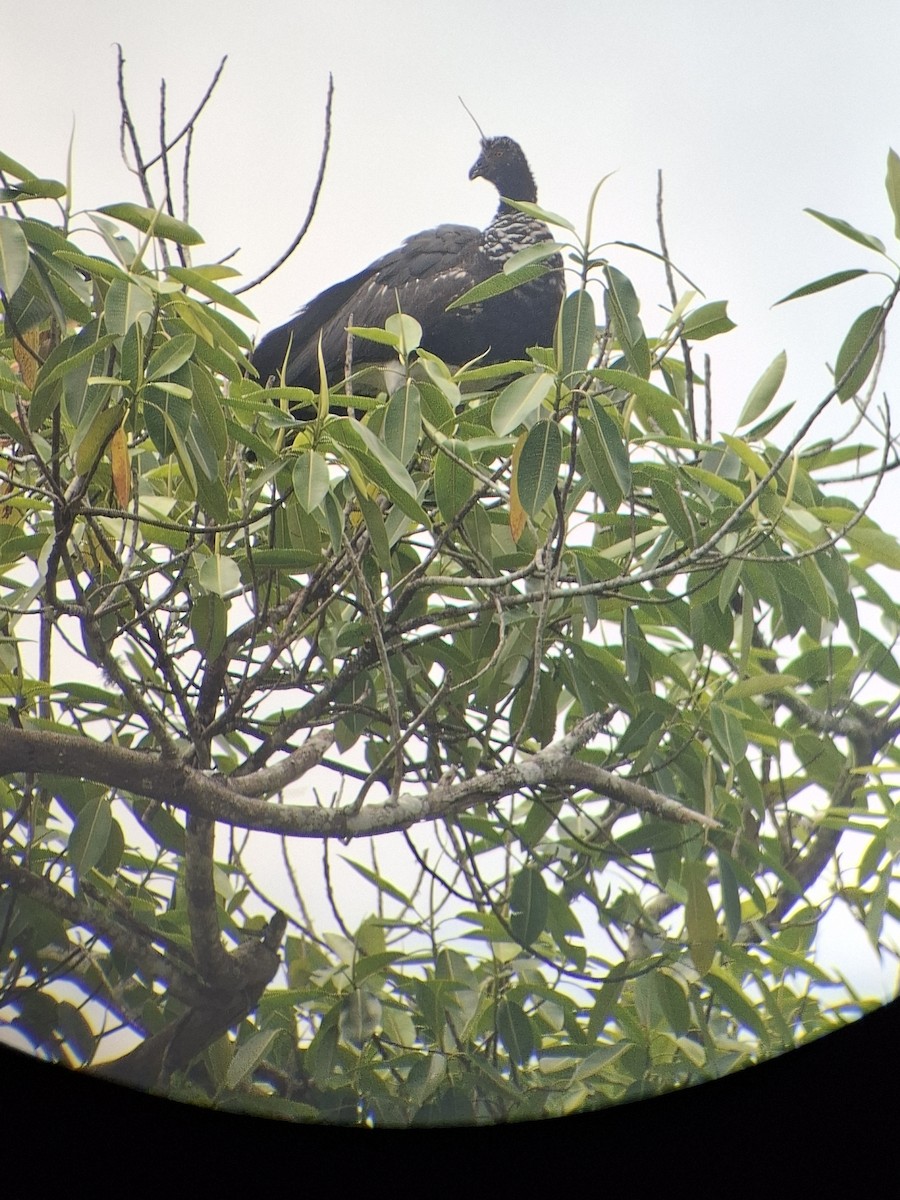 ツノサケビドリ - ML646738475