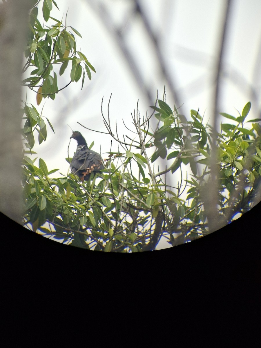 ツノサケビドリ - ML646738476