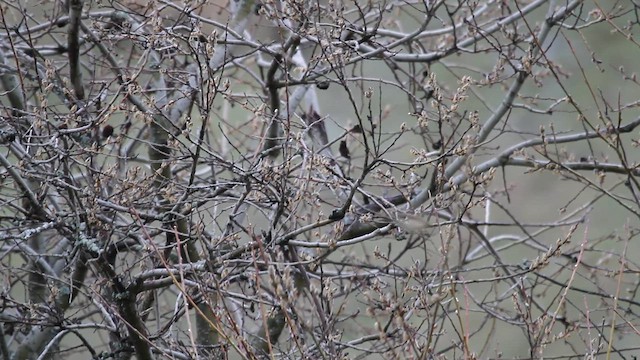 Вівчарик світлокрилий - ML646738478