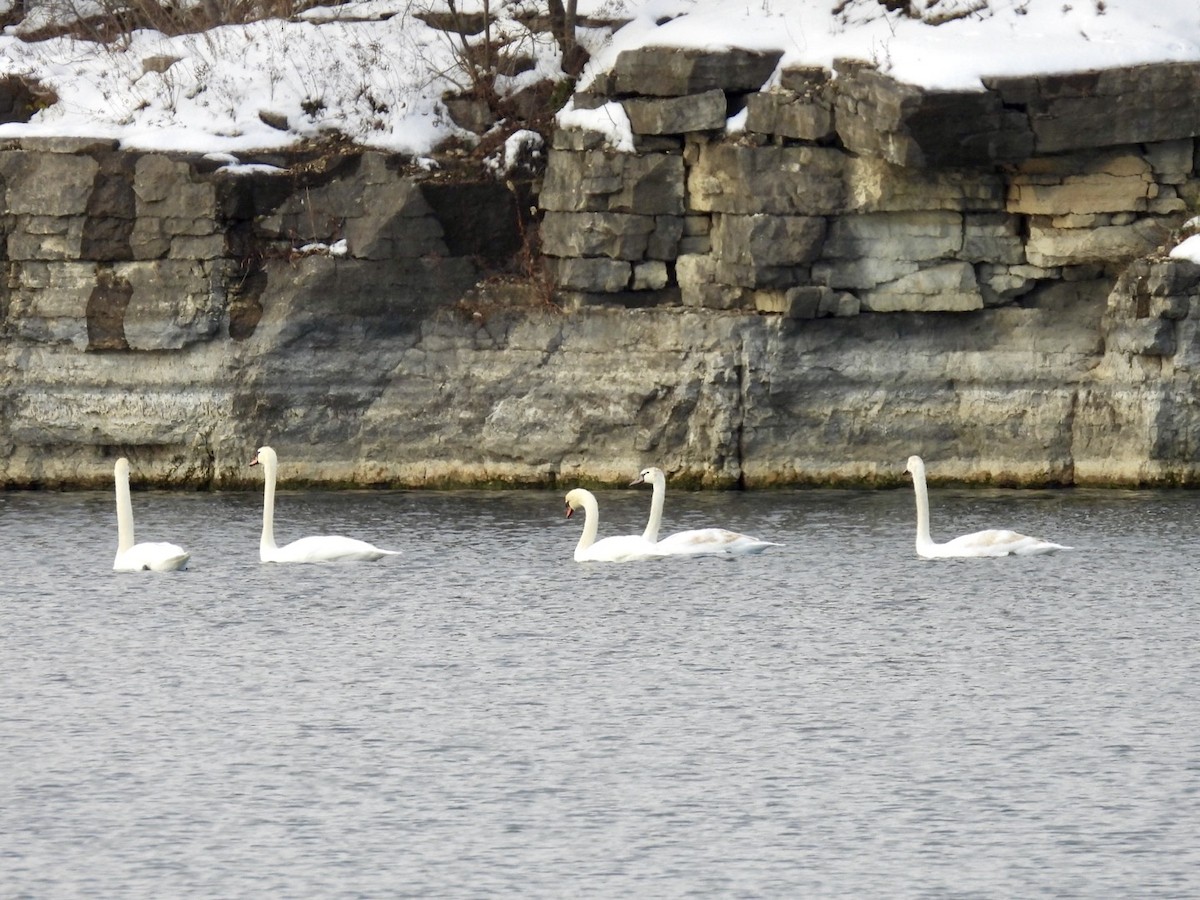 Cigno reale - ML646738482