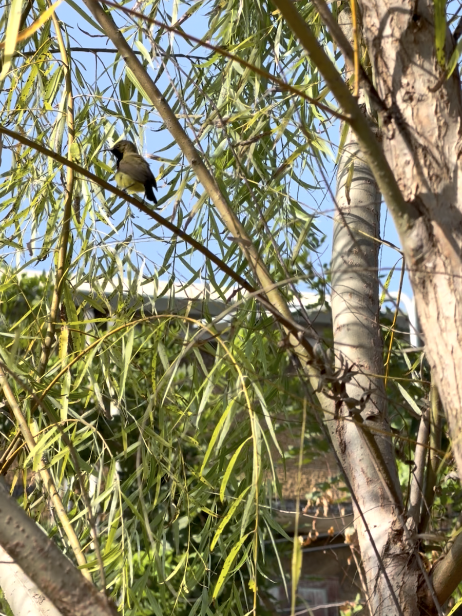 Ornate Sunbird - ML646738483