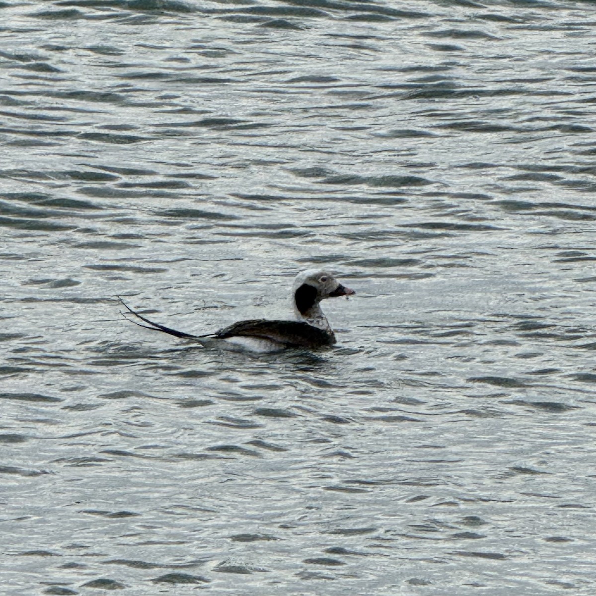 Long-tailed Duck - ML646738485