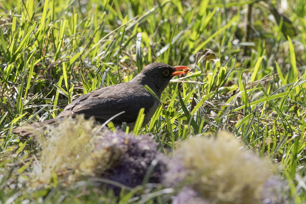 Abyssinian Thrush - ML646738487