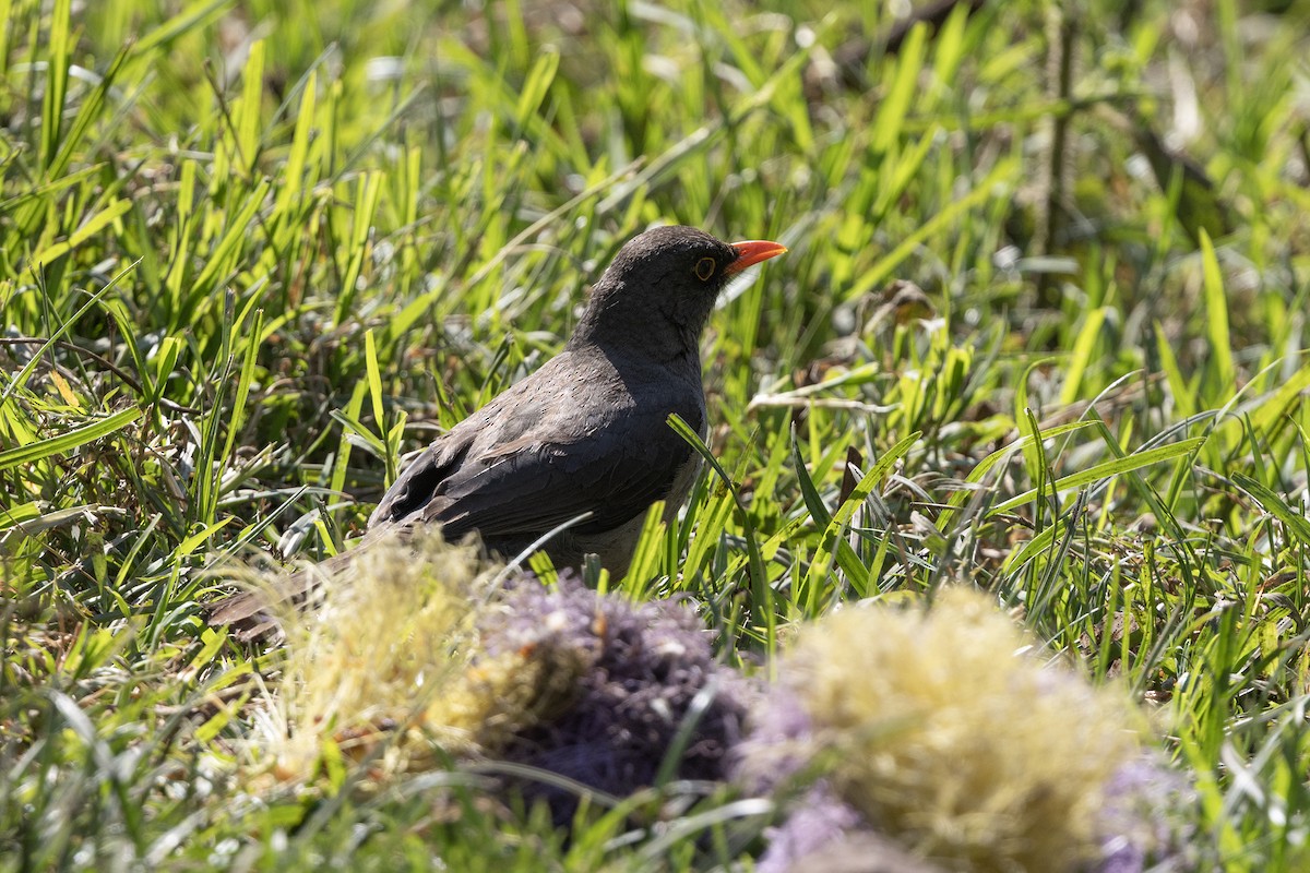 Abyssinian Thrush - ML646738488
