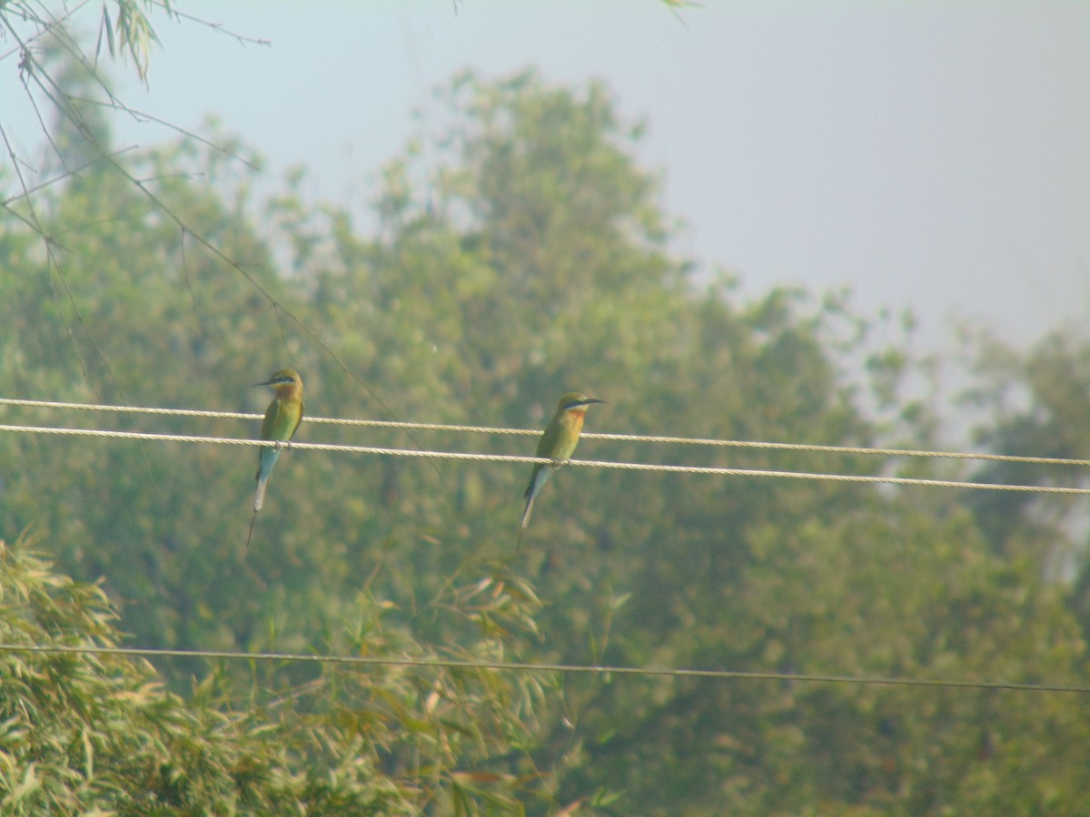 Mavi Kuyruklu Arıkuşu - ML646738492