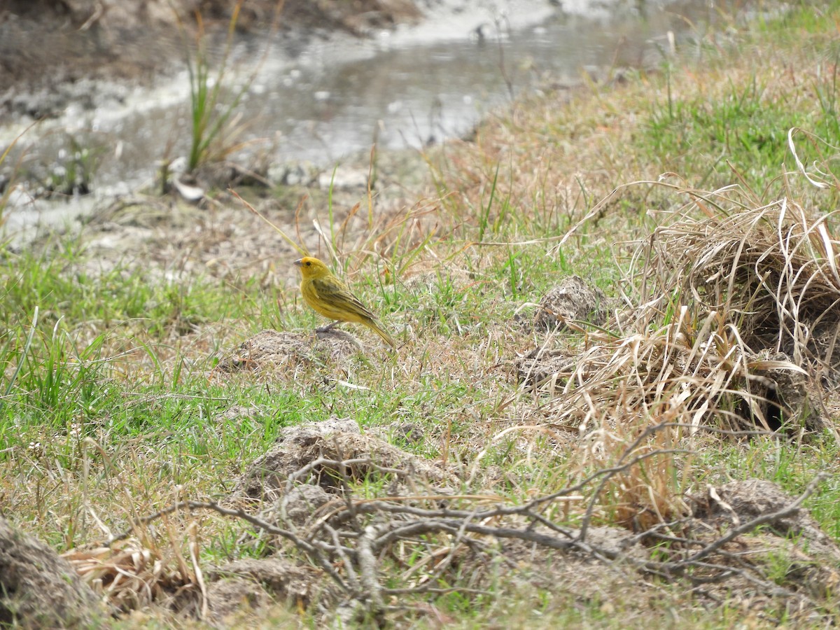 Sicale bouton-d'or - ML646738493