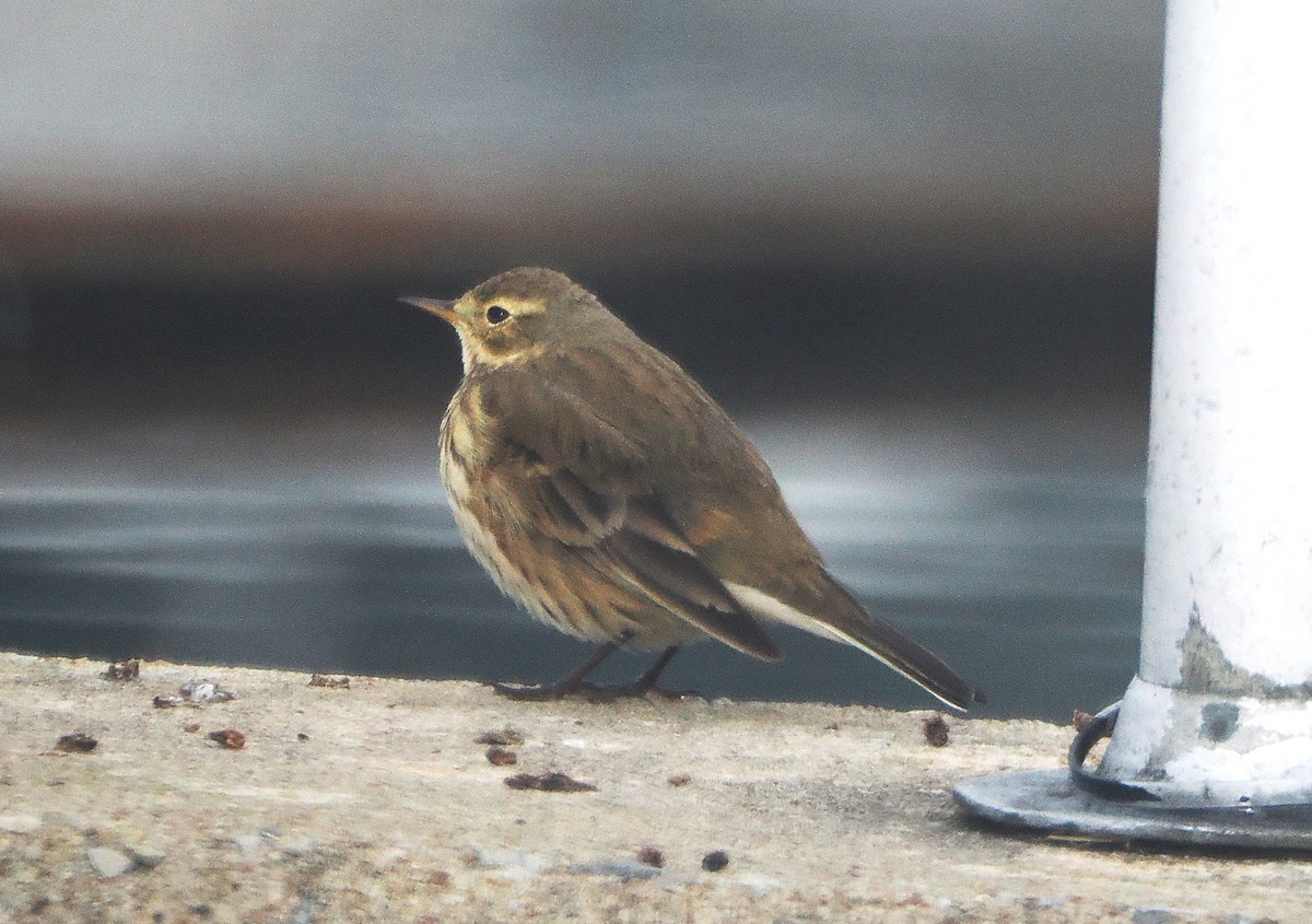 American Pipit - ML646738494